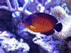 The Coral Beauty Angelfish-reef safe? What they eat and more