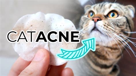 Cat Acne Treatment