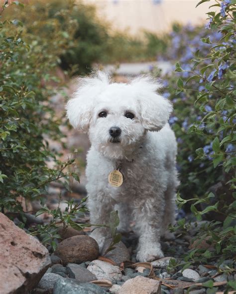 Maltipoo Health Issues and Care: A Vet’s Perspective – Pet Health Pros