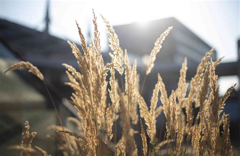 Feather Reed Grass: Plant Care & Growing Guide