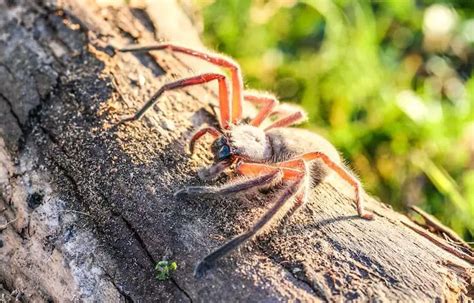 12 Best Pet Spiders For Beginners: Tarantulas, Orbs & More - Everything Reptiles