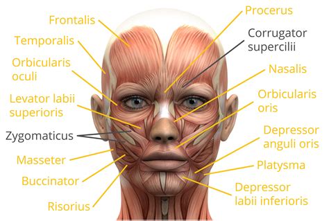 Muscles In The Face How Can Facial Expressions Be Collected And ...