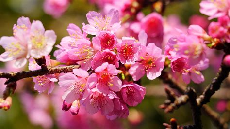 Close up photo of pink cherry blossom, yangmingshan HD wallpaper | Wallpaper Flare