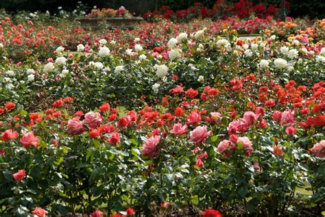 The Rose Garden - Greenwich Park - The Royal Parks