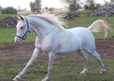 Should dominant white be considered as sabino white?