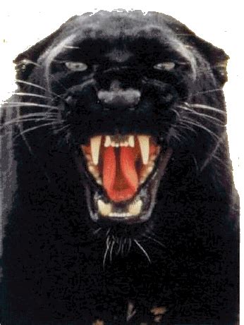 Angry Panther Face