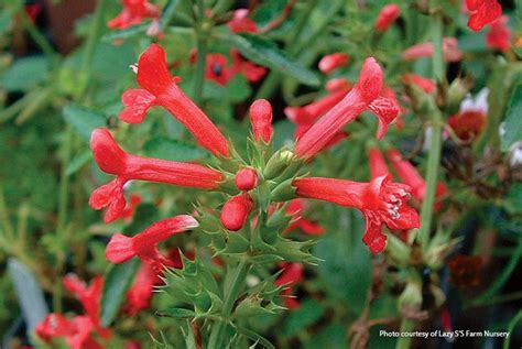 Create a Hummingbird Haven with These 10 Nectar-Rich Plants