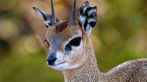 Klipspringer | San Diego Zoo Animals & Plants