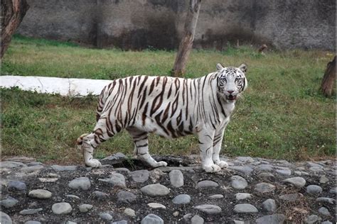 White Tigers: Everything You Need To Know - Tiger Tribe