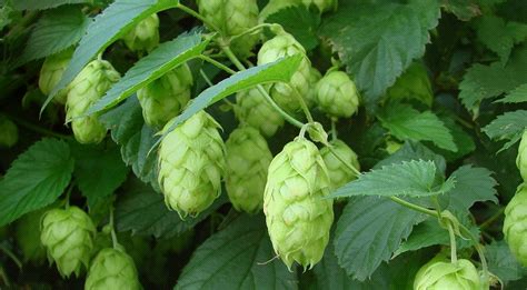 Wholesale Hops | Monterey Bay Herb Co