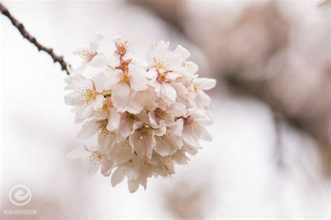 15 Photos Of The UW Cherry Blossoms