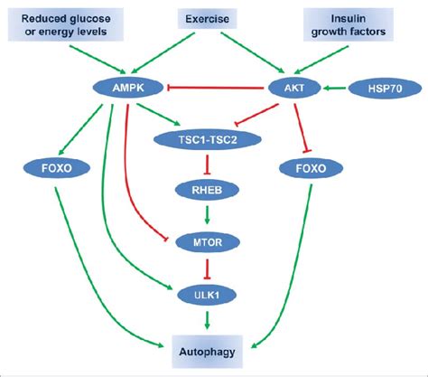 Schematic overview of autophagy regulation by exercise, hormonal, and... | Download Scientific ...