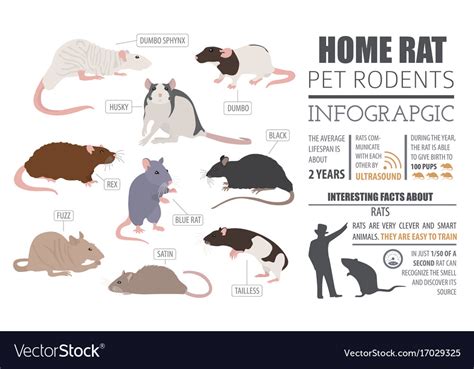 Rat breeds infographic template icon set flat Vector Image