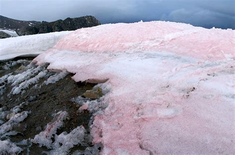 Tiny Pink Algae May Have a Big Impact on Arctic Melting - Inside Climate News