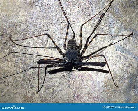 Cave spider stock image. Image of cave, commonly, animals - 61825379