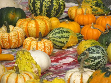 It's Decorative Gourd Season...! I | Decorating gourds repla… | Flickr