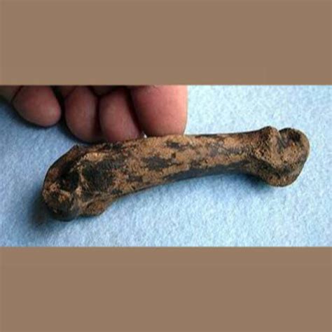 American Lion Phalange Fossil - Fossils & Artifacts for Sale | Paleo Enterprises