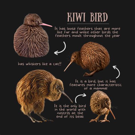 Animal Facts - Kiwi bird - Kiwi - T-Shirt | TeePublic