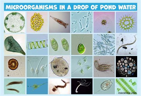 Microscopic Organisms in a Drop of Pond Water | Microscopic organisms, Things under a microscope ...