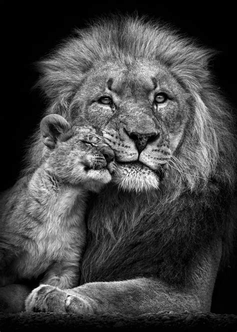 'lion with baby lion poster' Poster by MK studio | Displate | Black and ...