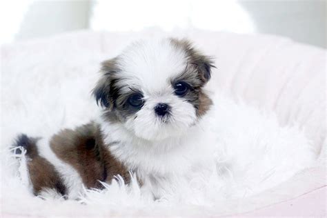 Teacup Maltese puppy FOR SALE ADOPTION from Los Angeles California ...