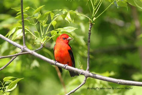 Scarlet Tanager – Birding Pictures