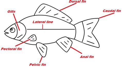 Fish Swim in Water With The Help Of? Movement Of Fish in Water | Science Dudes