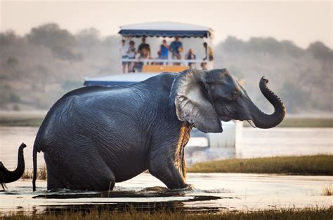 Are safaris in Botswana safe?