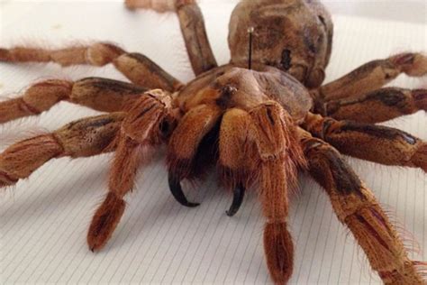 The Goliath Bird-Eating Spider Is the World’s Largest Tarantula | Rare