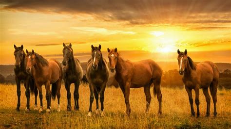 Horses in the sunset wallpaper - backiee