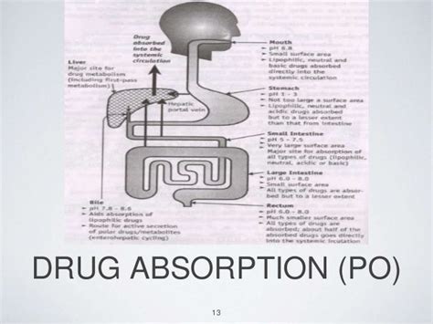 drug absorption