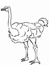 Running Ostrich Coloring Page  Free Printable Pages For Kids sketch template