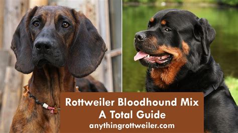 Rottweiler Bloodhound Mix: A Total Guide - YouTube