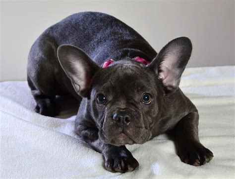 8 Fabulous French Bulldog Colors (Best Frenchie Coats)