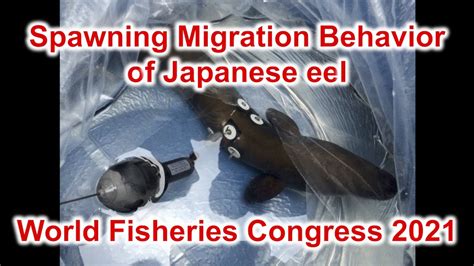 Spawning migration behavior of Japanese eel【World Fisheries Congress 2021】 - YouTube