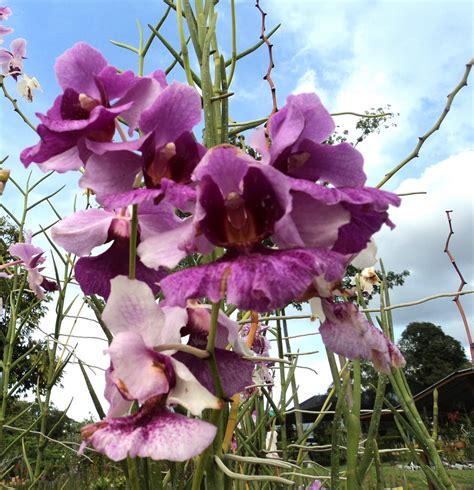 4 da Love of Orchids: Vanda 'Miss Joaquim'