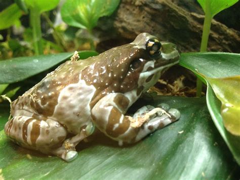 Milk frog | Fauna silvestre, Fauna, Ecosistemas