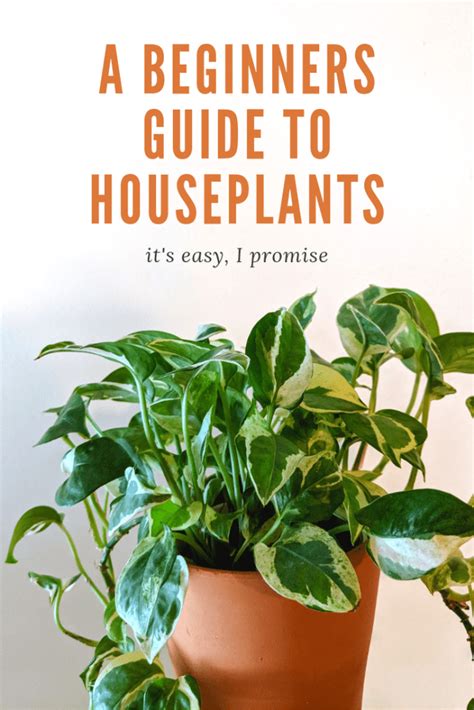 A Beginners Guide to Houseplants - Girl Refurbished