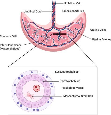 Structure of the placenta and its vasculature. Maternal uterine ...