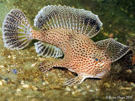 Spotted Handfish (Brachionichthys hirsutus) | Pinterest | Ocean creatures, Underwater life and ...