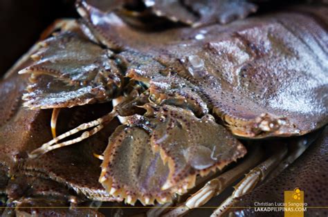 METRO MANILA | Getting Fishy at the Navotas Fish Port - Lakad Pilipinas