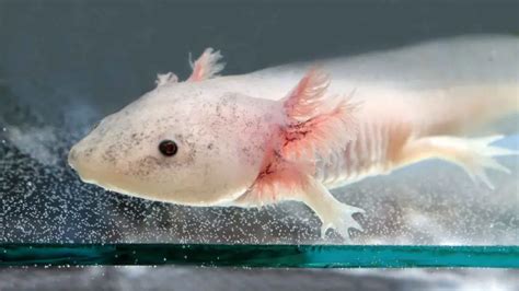 What Does Enigma Axolotl Look Like: Guide to Care 2023