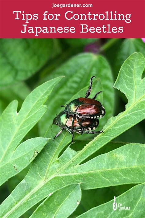 Japanese beetle prevention and control – Artofit