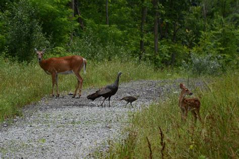 Forest and wildlife history and future challenges | Paulding County Horticulture News and Master ...