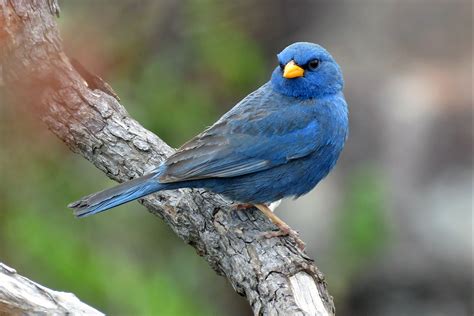 Blue Finch - Birds Photo (43976095) - Fanpop