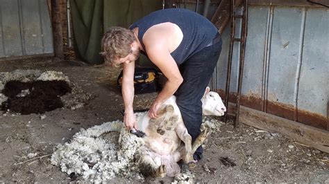 Food, Farm, and Sustainability » Sheep shearing at the farm