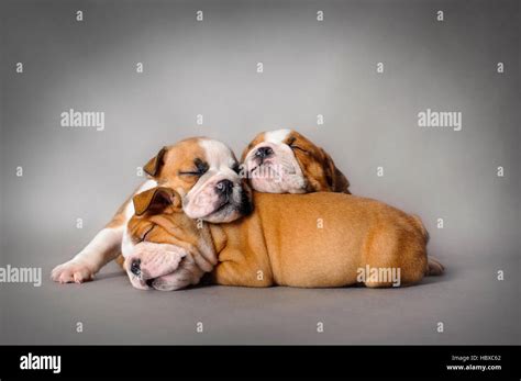 Sleeping English bulldog puppies on grey background Stock Photo - Alamy