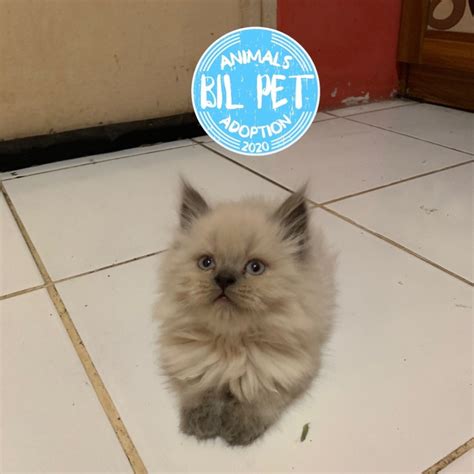 Jual kucing Ragdoll Kitten | Shopee Indonesia