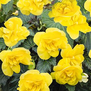 Overwintering Begonias by Bringing Them Inside | Proven Winners