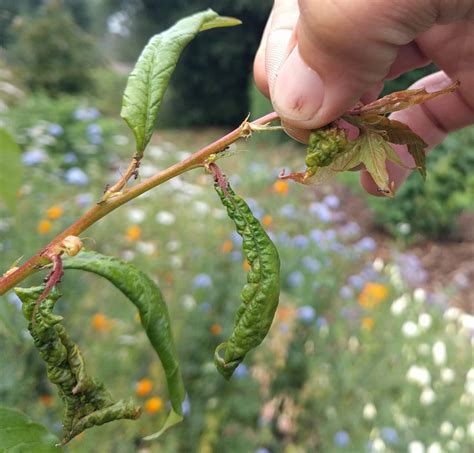 aphid-damage-pluot-leaves - Greg Alder's Yard Posts: Food Gardening in ...